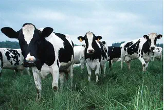 ×ª××¦××ª ×ª××× × ×¢×××¨ ×¤×¨××ª