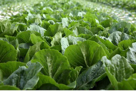 Rabbinate Busts Fake Kosher Greens Ring