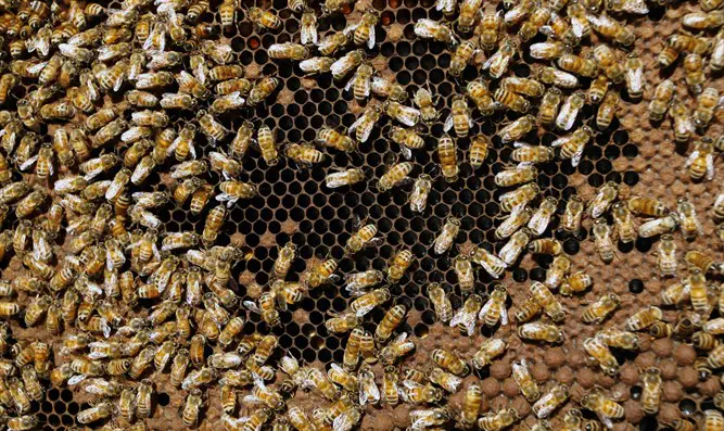 100 אלף דבורים בסלון