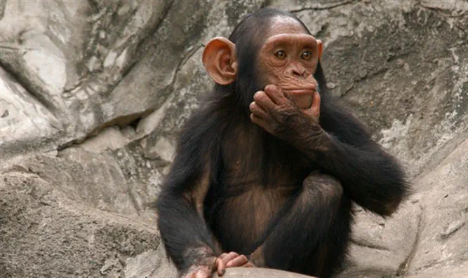 ×ª××¦××ª ×ª××× × ×¢×××¨ ×§××¤××