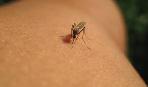 ×ª××¦××ª ×ª××× × ×¢×××¨ ××ª××©××