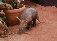 ×ª××¦××ª ×ª××× × ×¢×××¨ ×©× ×××