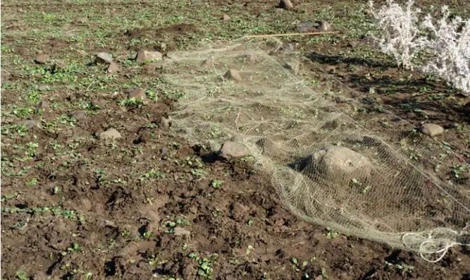 מלכודת לציד חוחיות