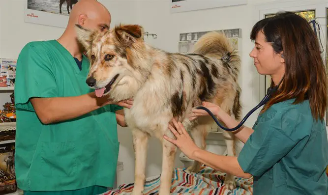 טיפול חוהב בכלבים