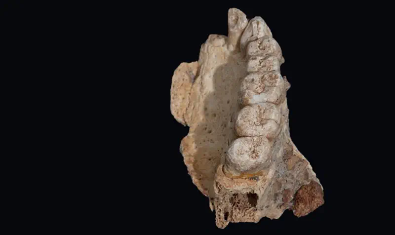 The upper jawbone (maxilla) found at Misliya