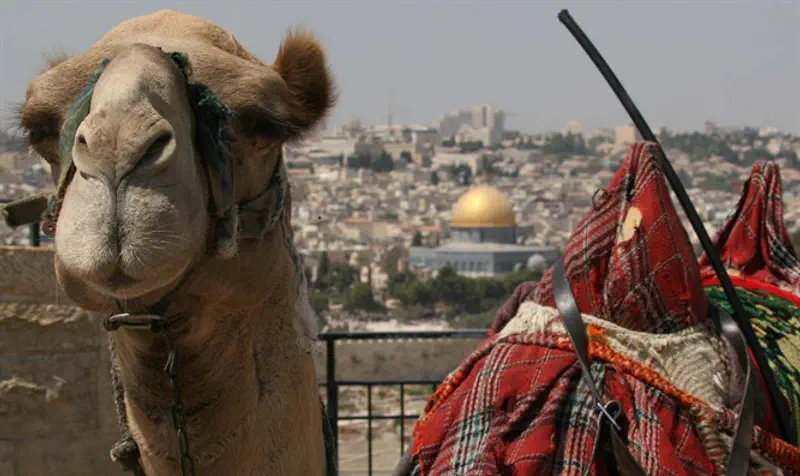 Camel selfie on Mount of Olives