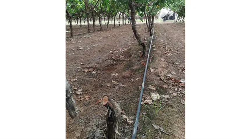 Destroyed vineyard