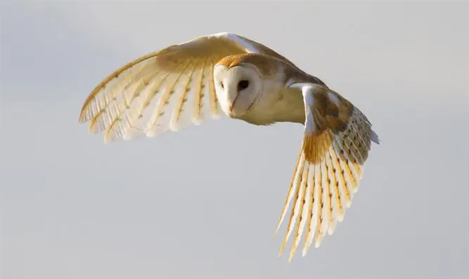Barn Owl in flight