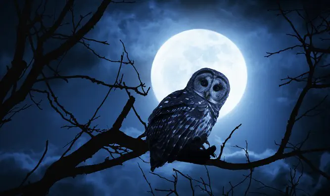 Barn Owl