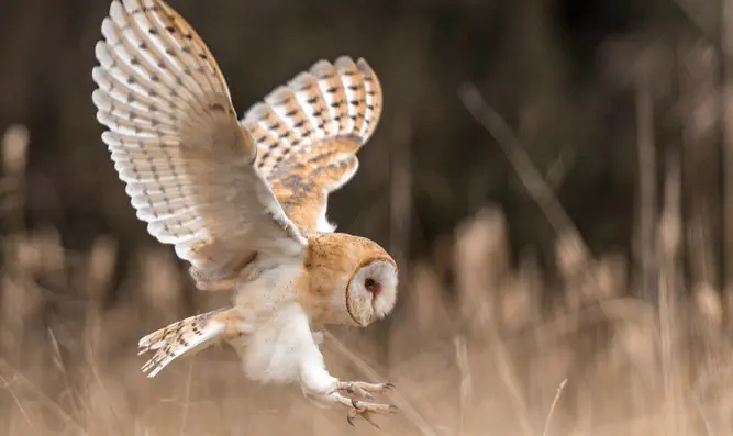 Barn Owl catching prey