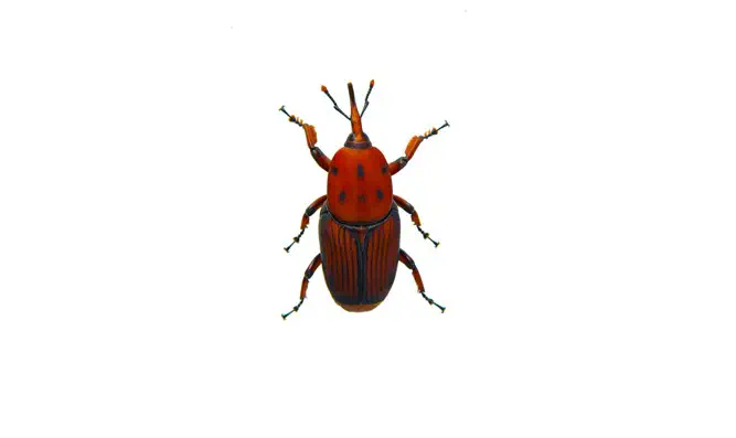 Red Palm Weevil
