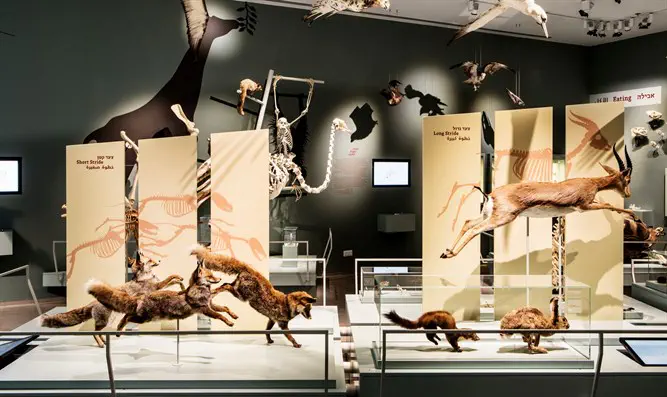 מוזיאון הטבע ע"ש שטיינהרדט