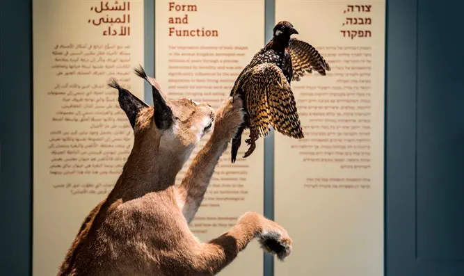 מוזיאון הטבע ע"ש שטיינהרדט