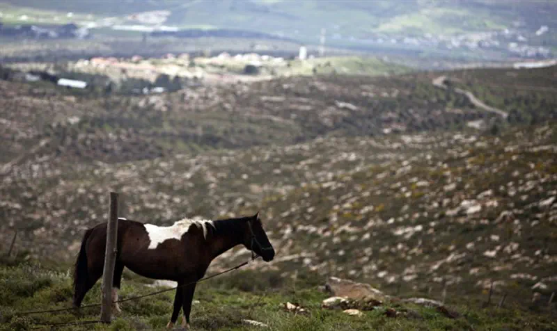 Horse stands on hill next to Itamar, Samaria, Israel