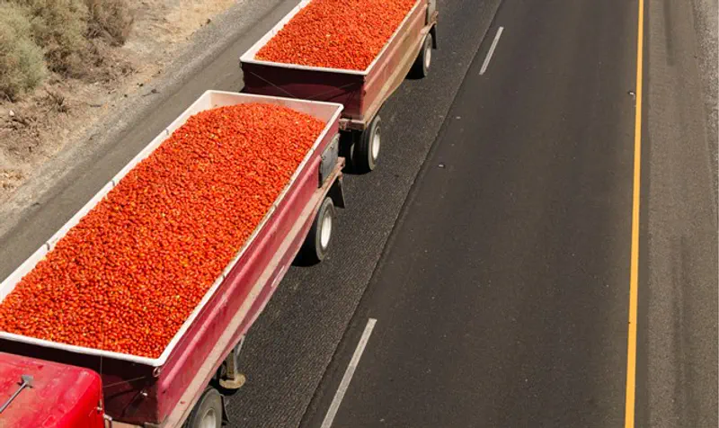 Tomatoes by the truckload