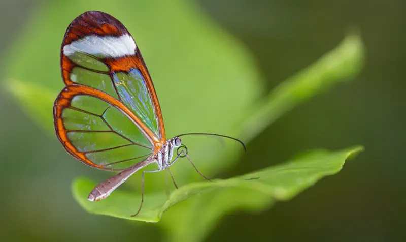 Glass-winged butterfly