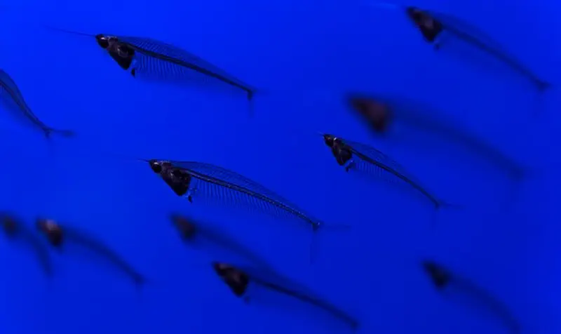 X-Ray Catfish