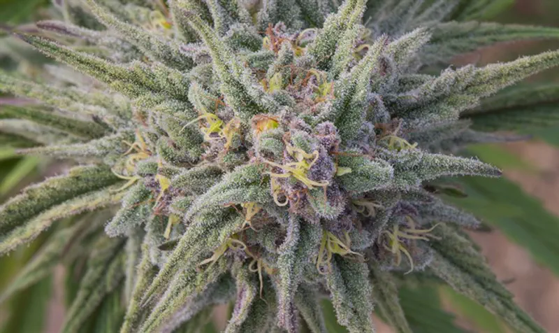Cannabis flower close-up