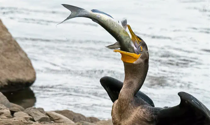 באי קיימים עשרות זנים נדירים של ציפורים