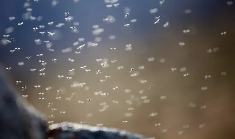 היתושים מתרבים במהירות בכל מקור מים עומדים