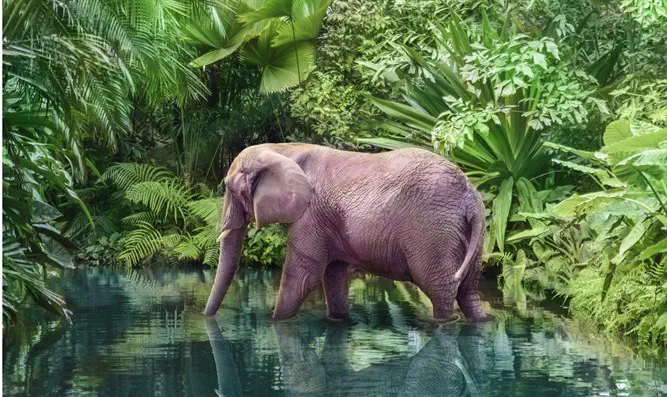 בסוף, גם הפילים חזרו