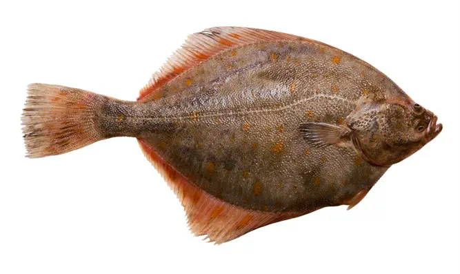 רואים את התפר באמצע?