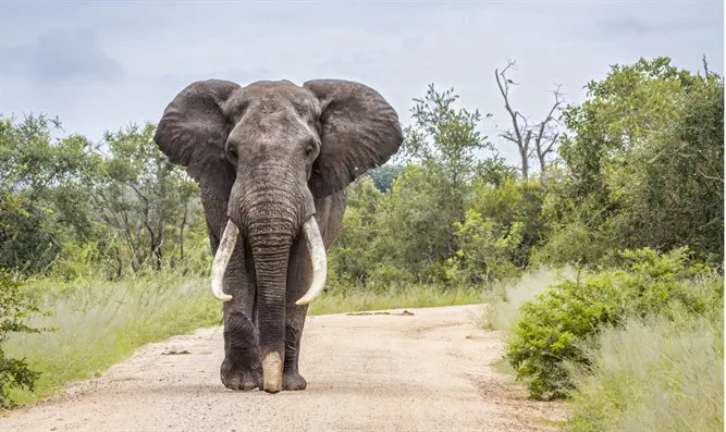 מבער חמץ מקצועי