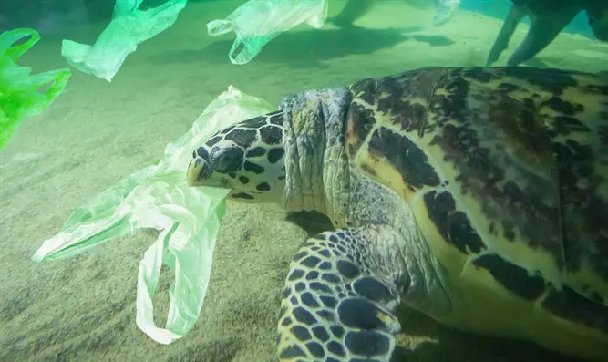 כאלף צבי ים מתים מדי שנה כתוצאה מפסולת פלסטיק