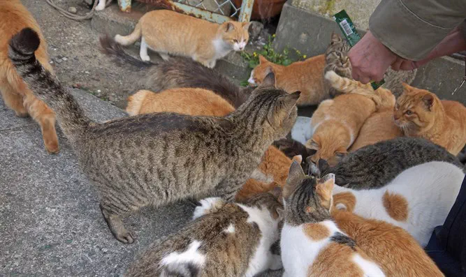 קופצים על כל תייר שמגיע