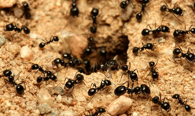 להכניס נמלים הביתה- ולשלם על זה כסף