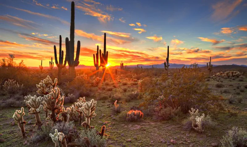 Saguaros, in Sonoran Desert, near Phoenix
