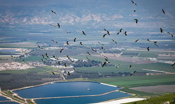 Storks fly over Beit Shean Valley in northern Israel
