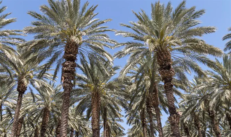 Jordan Valley date palms