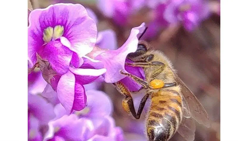 Bee in Israel