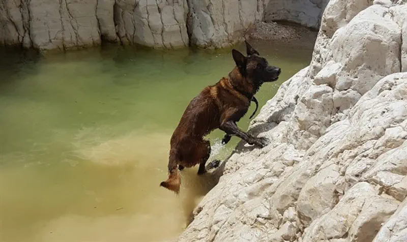 IDU search-and-rescue dog traverses water barriers