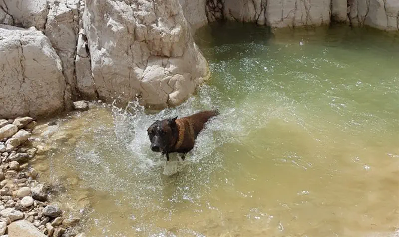 IDU SAR dog Chivas traverses water to find missing man