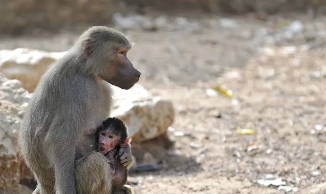 בבון נולד בספארי