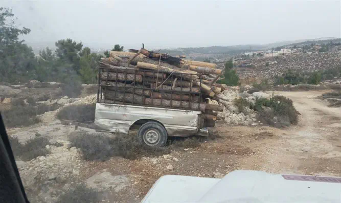 כריתה מסיבית של עצים