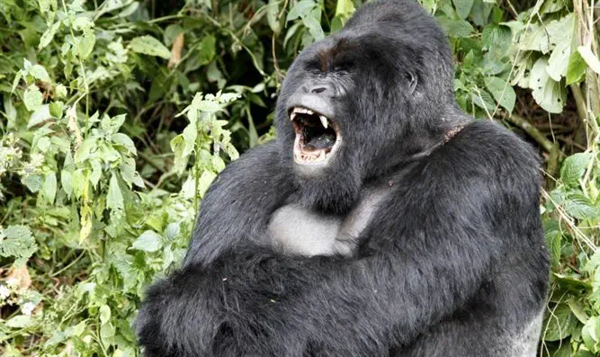 "נקבות דומיננטיות? חחח!"