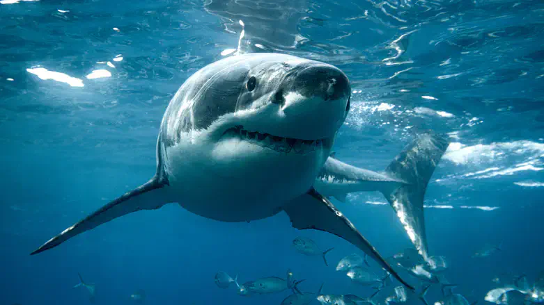 האם כרישים התמכרו לסמים?