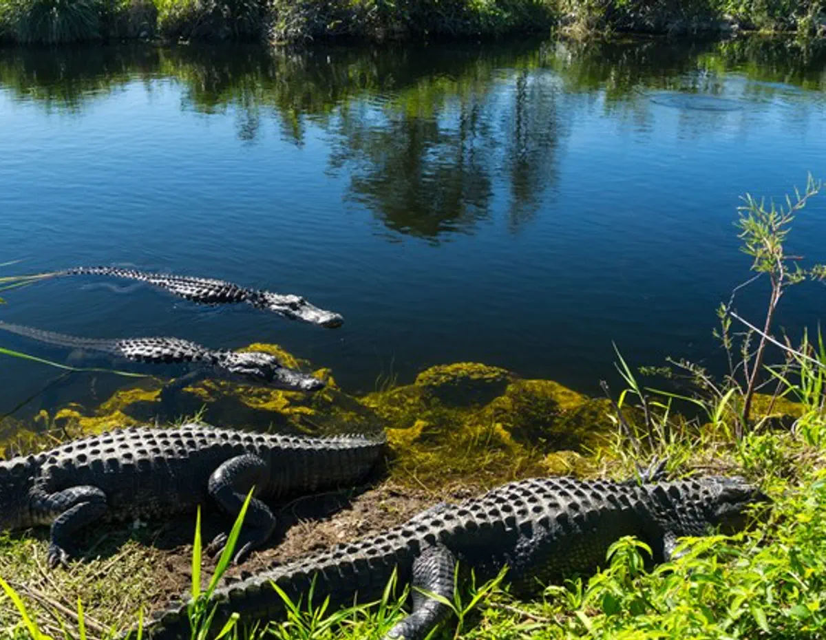 Alligators kill elderly woman after she falls into a pond Israel