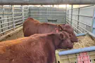 A rare look at the red heifers in Israel