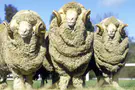 בעלת החווה שמשתמשת בדאודורנט לכבשים
