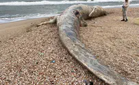 לוויתן ענק נפלט אל חוף ניצנים