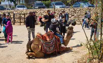 On Passover, tens of thousands of visitors in Gush Etzion