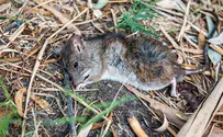 מפחיד: גשם של עכברים
