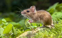 Watch: Landmine-sniffing rat