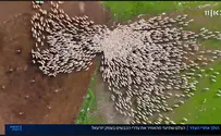 הרחפן שעוקב אחרי תנועת הכבשים