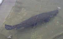 Illegal alligator gar found in shopping center