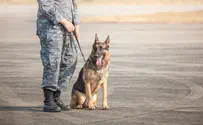 Watch: Dogs left behind by US in Afghanistan get new handlers